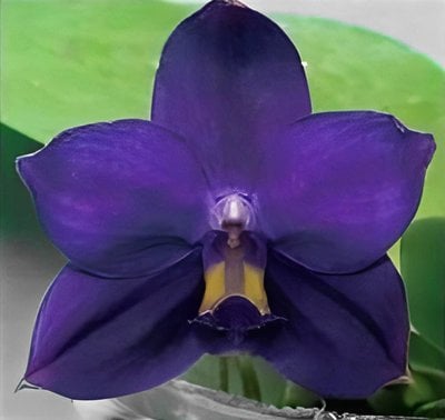 Phal.LL Blue Jaguar x Phal.Yang Yang Green Camry