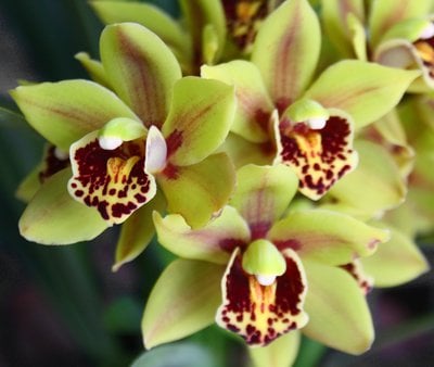 Cym.Eastern Wind 'Red Lip Emerald '(mc)