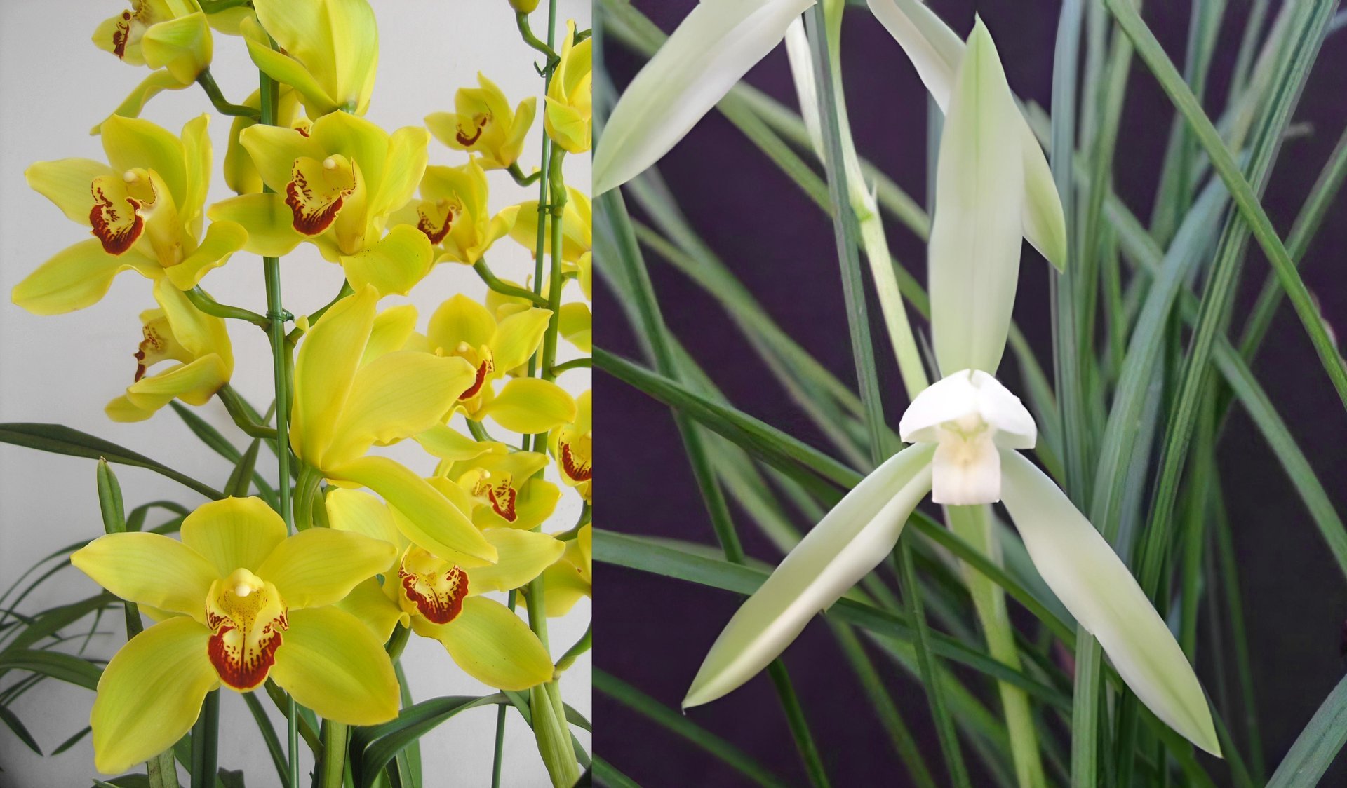 C.Willy Gold x Cym. formosanum var.alba 3