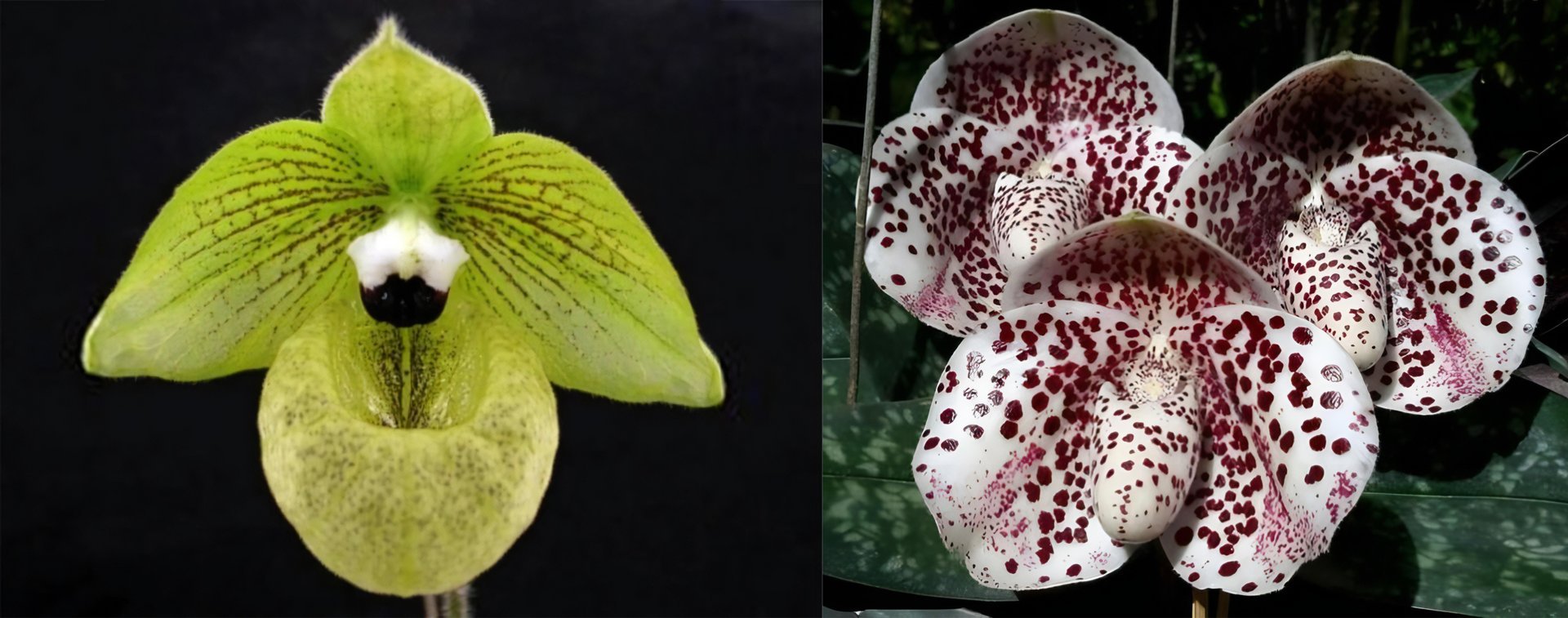 Paph.Ma Belle (Paph.malipoense x Paph.bellatulum) 3
