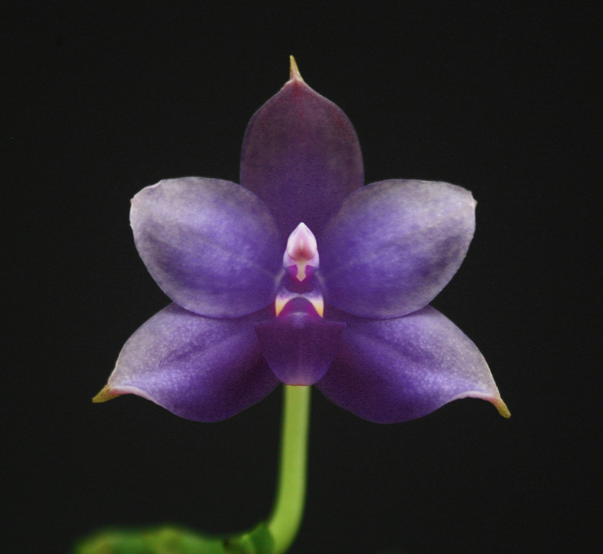 Phal. violacea var. coerulea 'KF' x sib