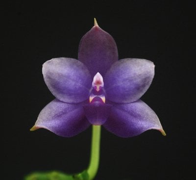Phal. violacea var. coerulea 'KF' x sib