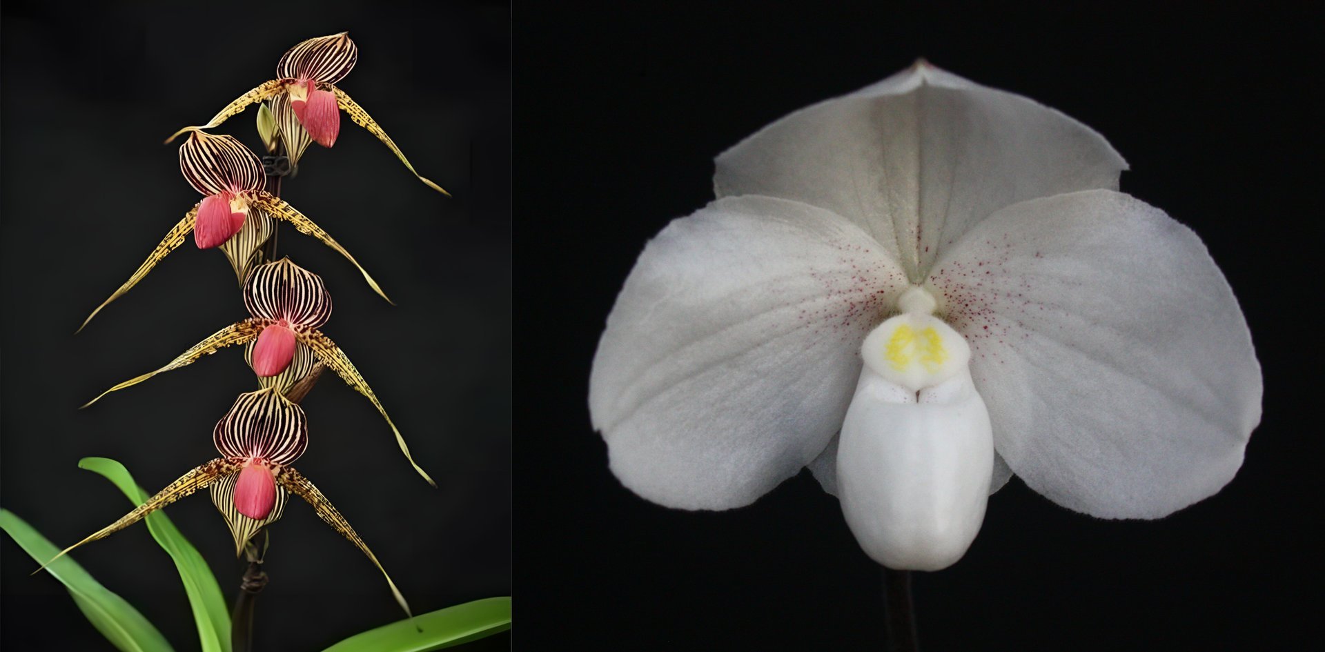 Paph.Lady Rothschild X Paph. niveum 3
