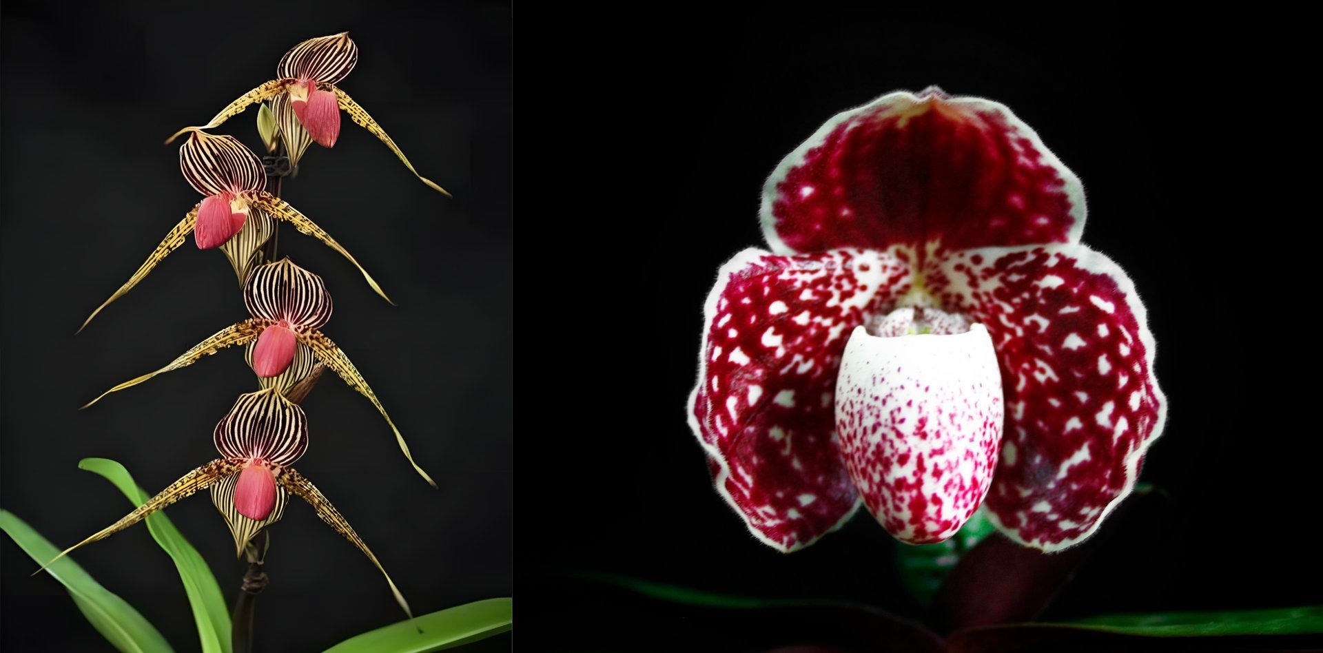 Paph. Lady Rothschild X Paph.godefroyae 3