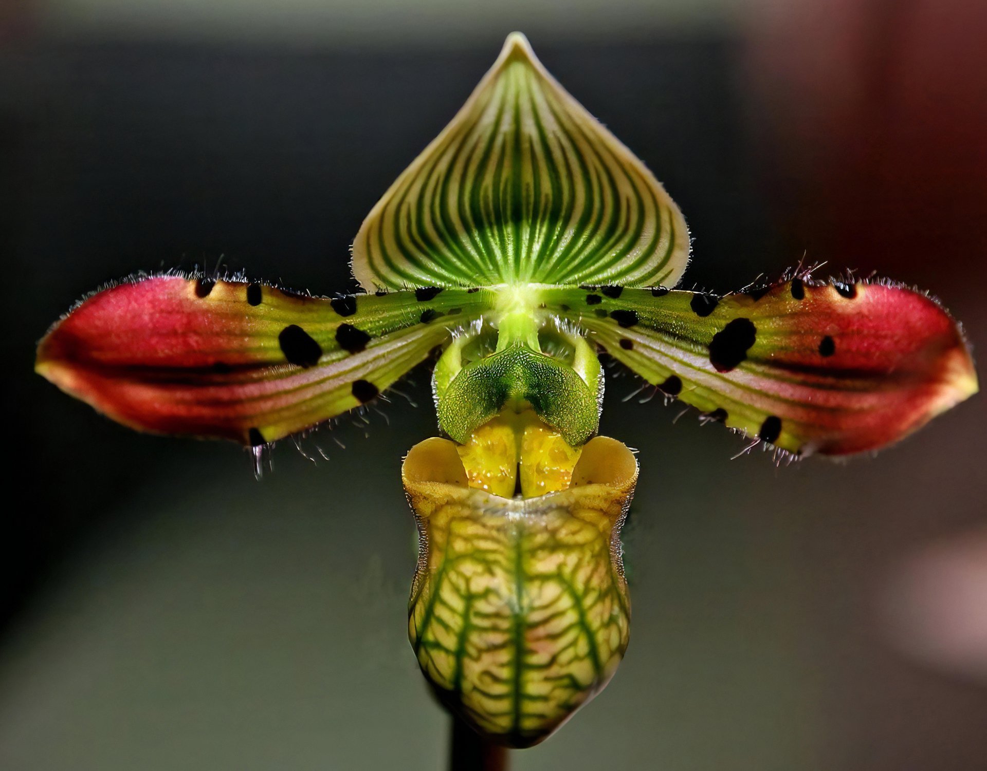 Paph.venustum