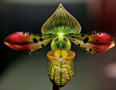 Paph.venustum