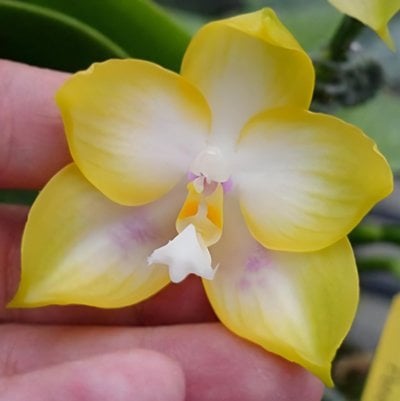 Phal. Zheng Min Muscadine 'Peter' x  Phal. Zheng Min Muscadine 'Mituo'