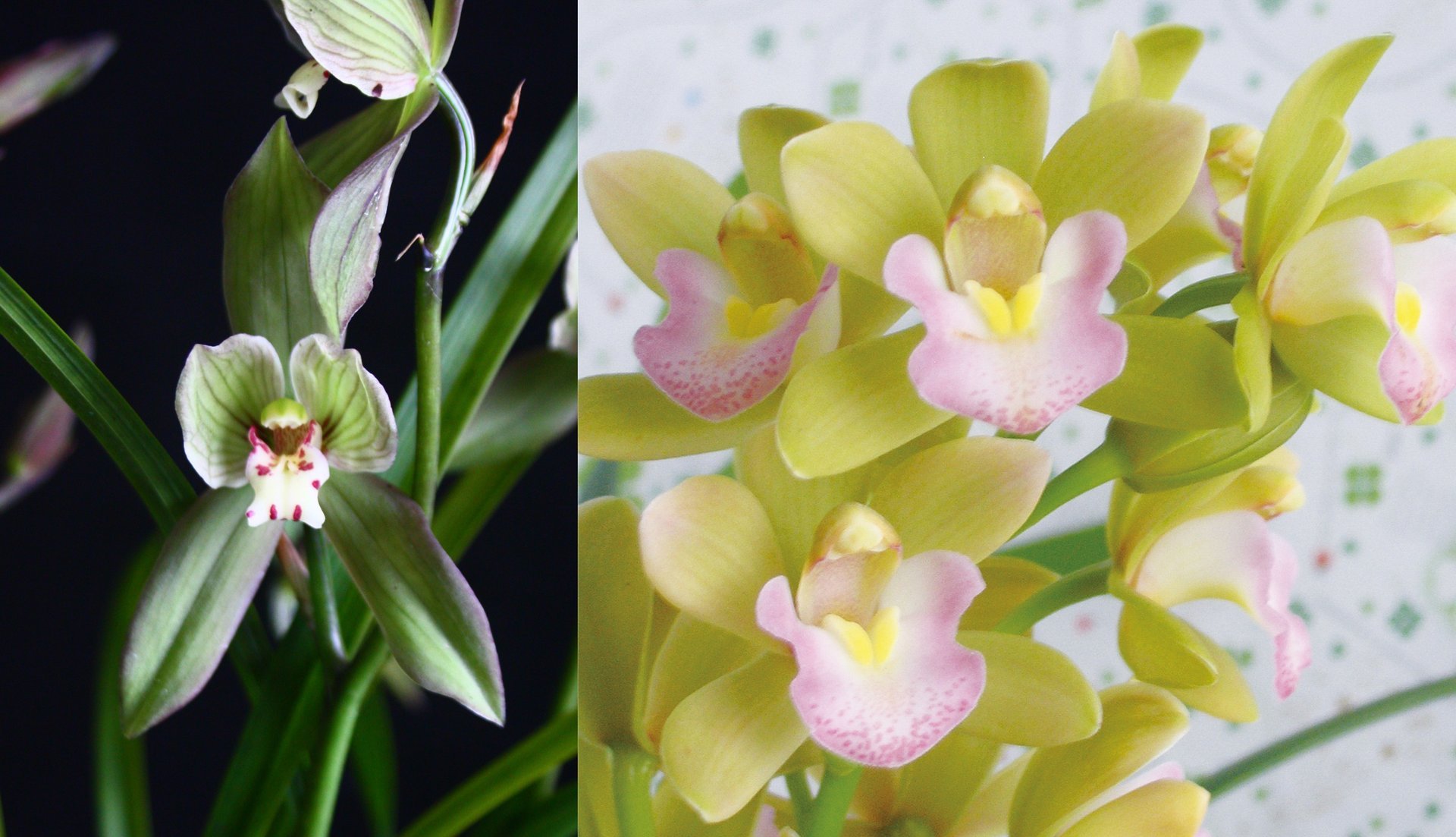 Cym.goeringii var. longibracteatum" Yu Jian Ru Yi" X  Cym.Sweet Heart'Fragrant Orchids' 3