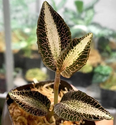 Anoectochilus lobbianus