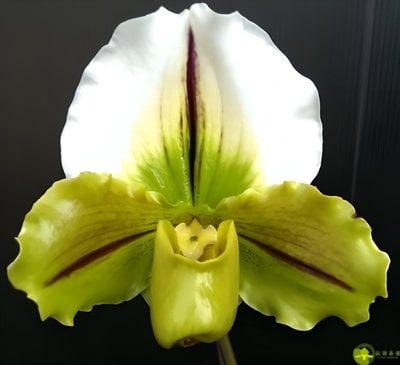 Yi-Ying Jumping Frog x Paph.Yi-Ying Golden Slipper