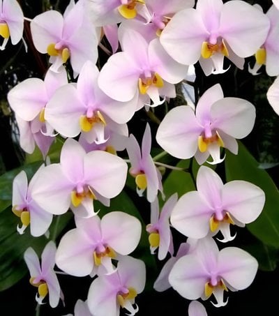 (Phal.stuartiana X (Phal. Kung's Amar Philip x Phal.schilleriana'TKB))