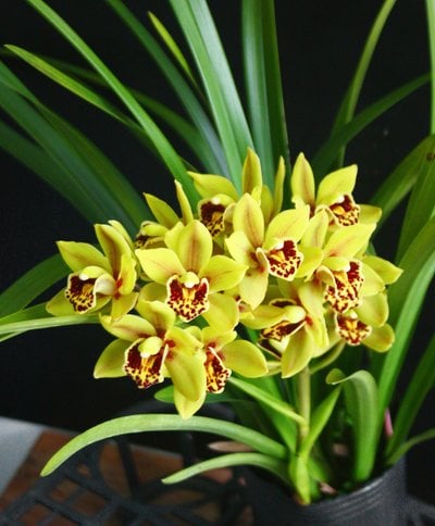 Cym.Eastern Wind 'Red Lip Emerald '(mc)