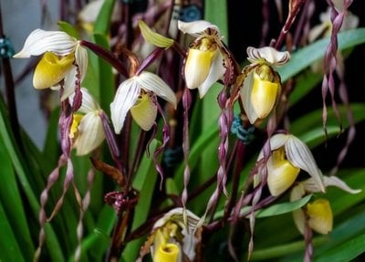 Paph.philippinese'leave small' x sib