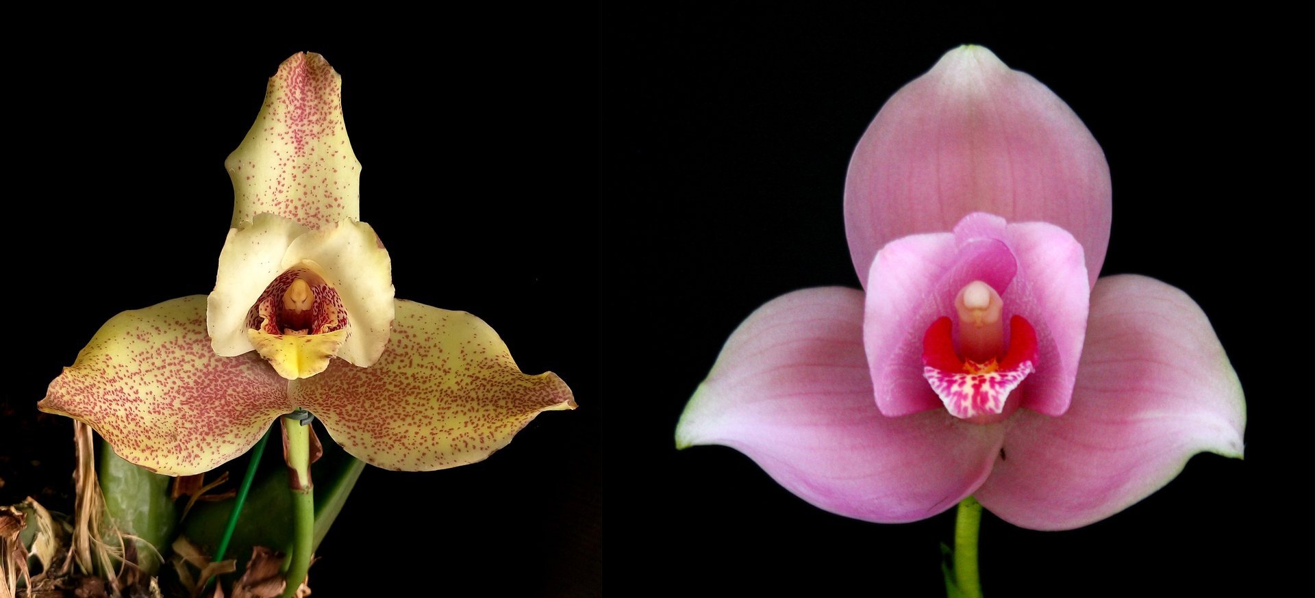 Lycaste deppei X  Lyc.Kiama'No 123' 3