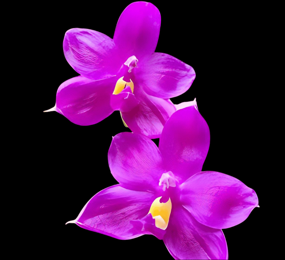 Phal.Shingher Pure Love x self 2