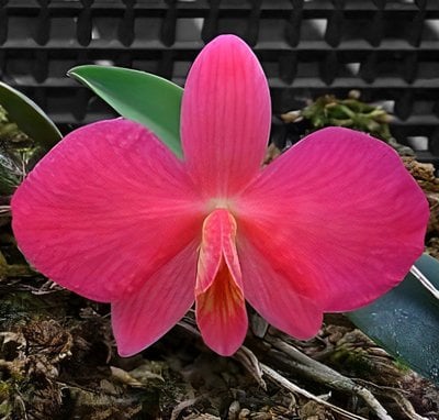 Sophronitis wittigiana x sib