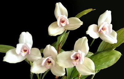 Lyc.Kiama'No 13'x(Lyc. Shonsn Harmany x Lyc. Aubum)