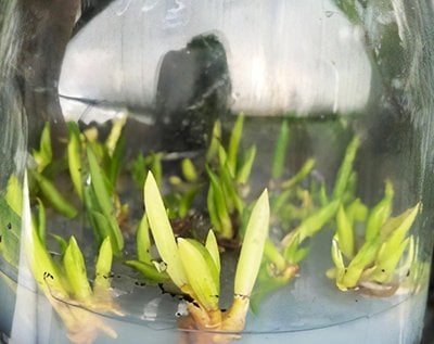 Den.cucumerinum (variegated)