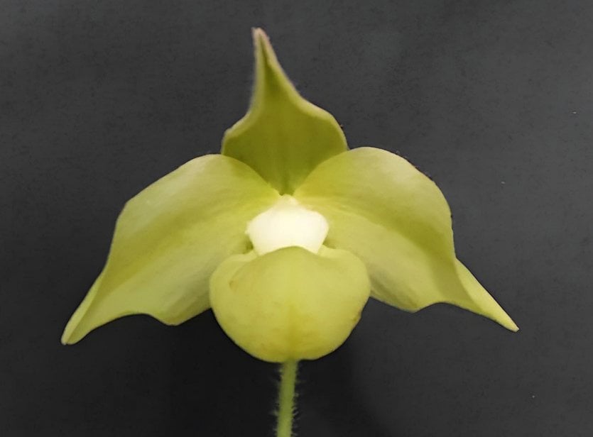 Paph. jackii fma . album X self