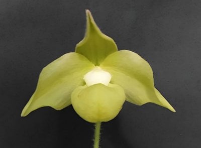 Paph. jackii  fma . album X self