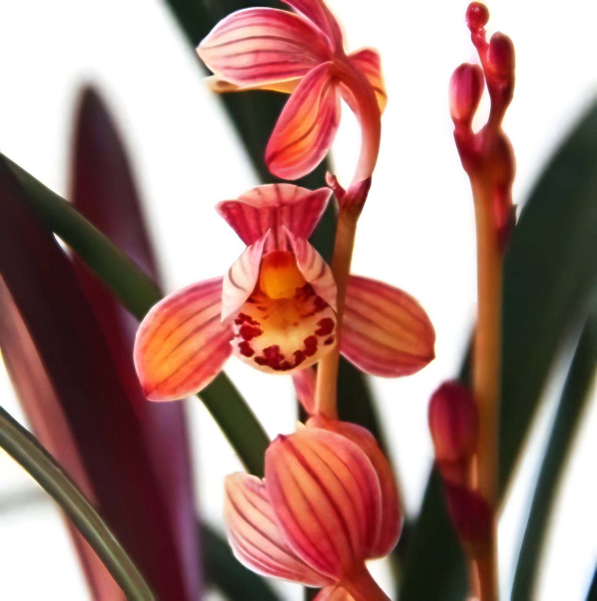 Cymbidium ensifolium"Violet" (MC) (15 plants in)