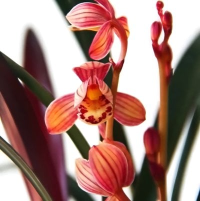 Cymbidium ensifolium"Violet" (MC) (15 plants in)