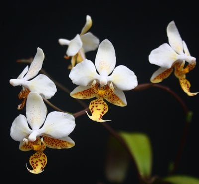 Phal.stuartiana x sib