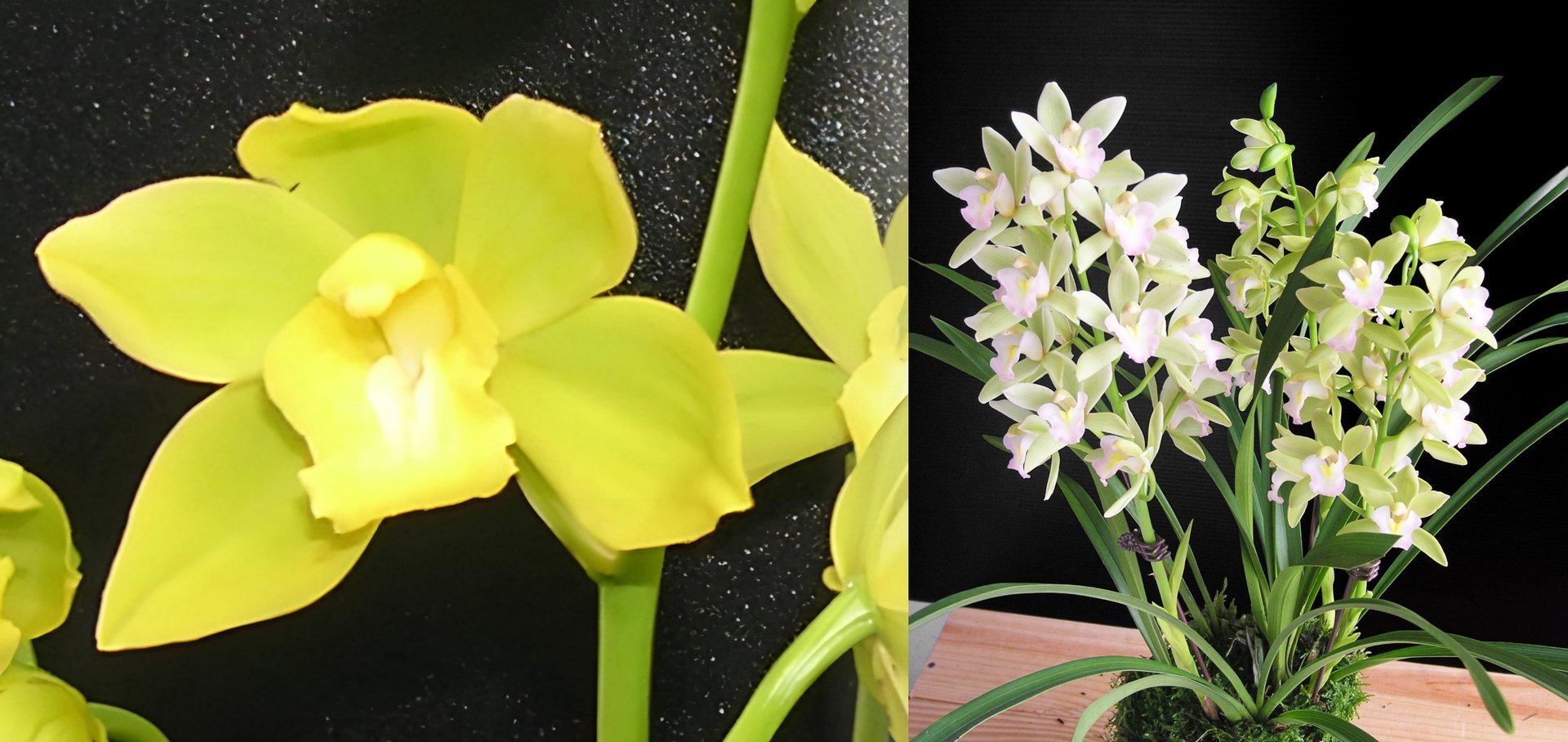Cym.Yi-Ying Golden Dragon X Cym.Sweet Heart'Fragrant Orchids' 3