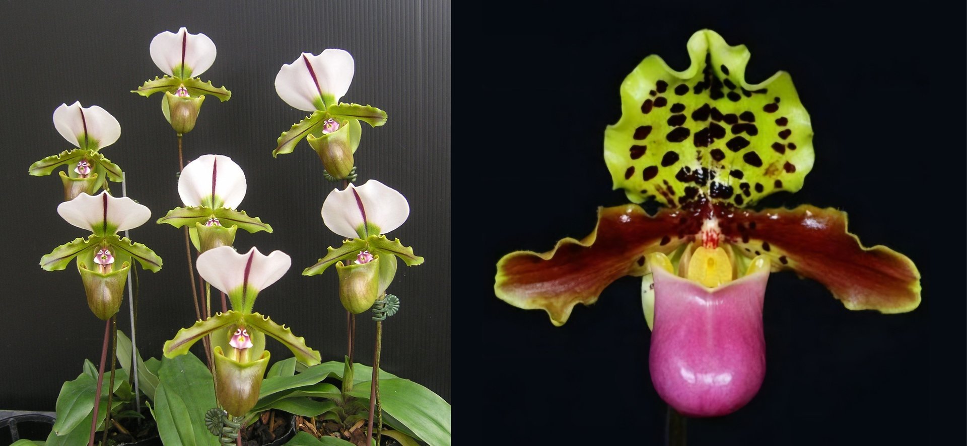 Paphiopedilum spicerianum x Paphiopedilum henryanum 3