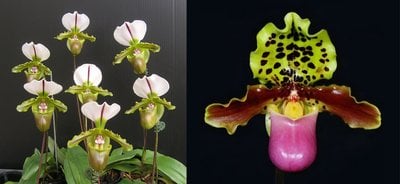 Paphiopedilum spicerianum x Paphiopedilum henryanum