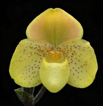 Paph. concolor x sib