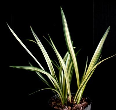 cymbidium ensifolium "Fu Long" (heavy variegated)