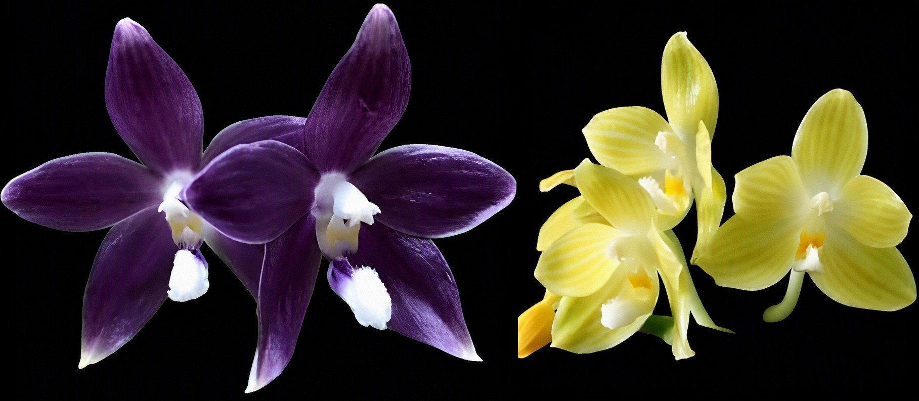 Phal.speciosa  'Blue' x (phal.micholitzii X Phal. javanica) 3