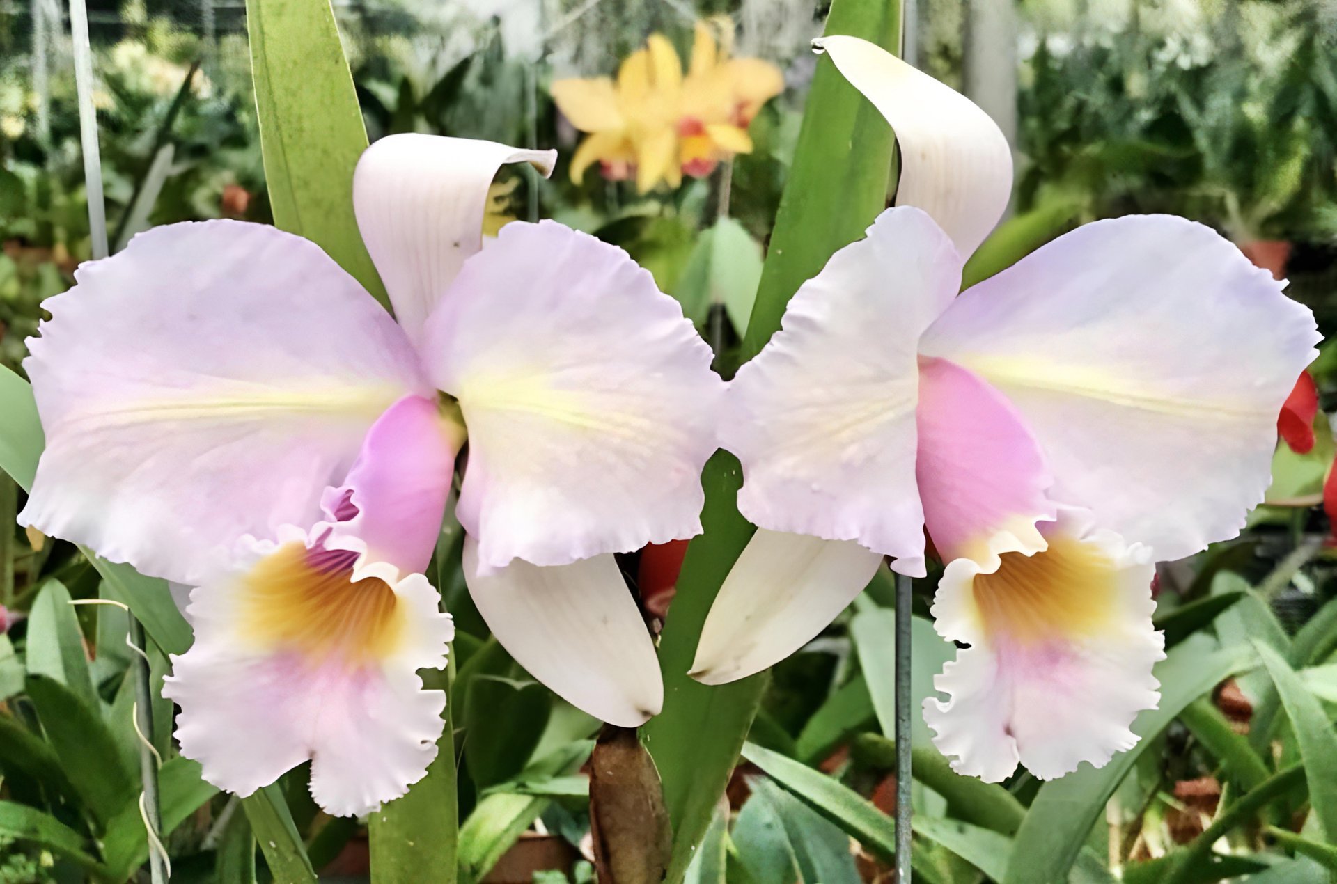 Cattleya shroederae fma.amesiana x self