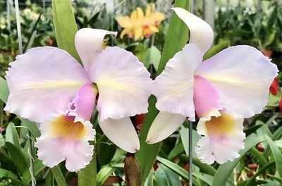 Cattleya shroederae fma.amesiana x self
