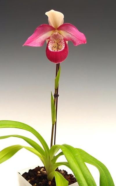 (Cardinale x kovachii ) (10 plants in)