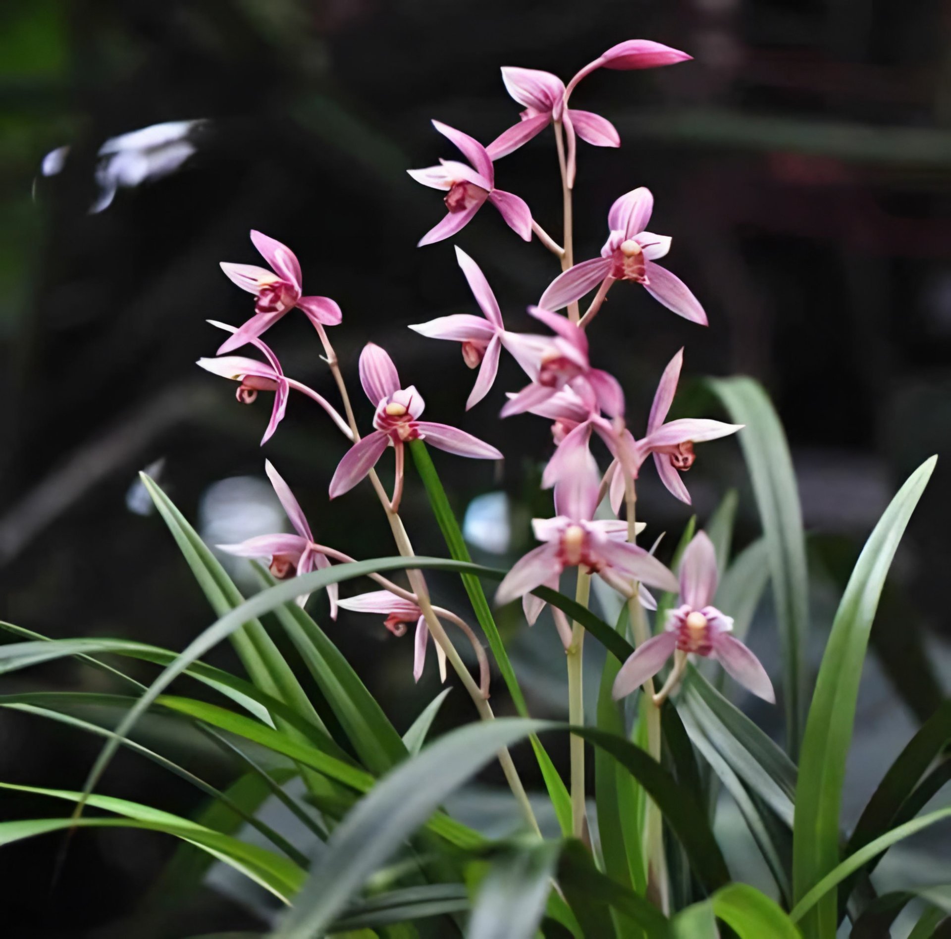 Cymbidium ensifolium"Shr-Chang-Hung"x sib 2