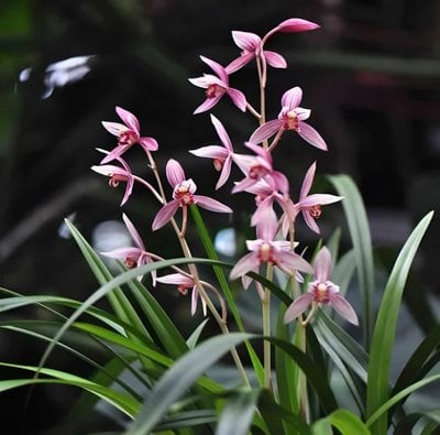 Cymbidium ensifolium"Shr-Chang-Hung"x sib
