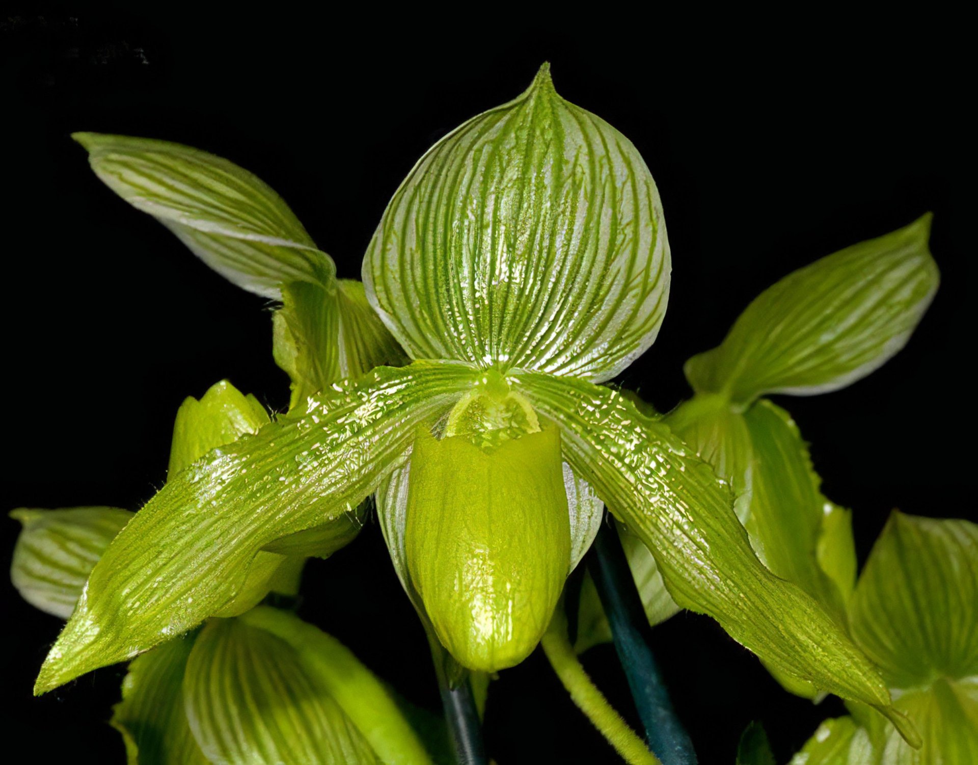 [ Paph somers isle'In-Charm' SM/TPS x Paph.philippinense fma. album'Charming' ] x Paph.Saint Swithin(roths x philippinense)