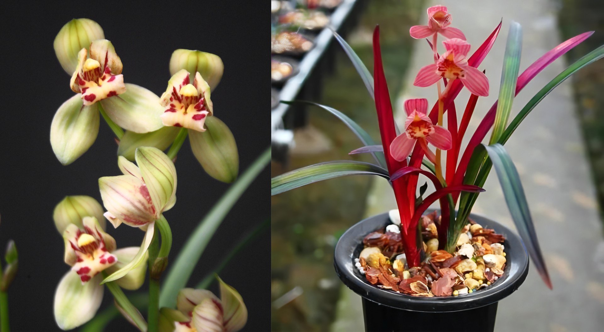 Cymbidium ensifolium'Jyun He'  X Cymbidium ensifolium"Violet" 3