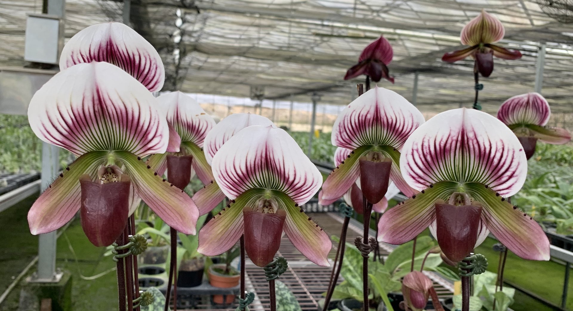 Paph.Ra-ming Lanna(Paph.callosum x Paph.rungsuriyanum)