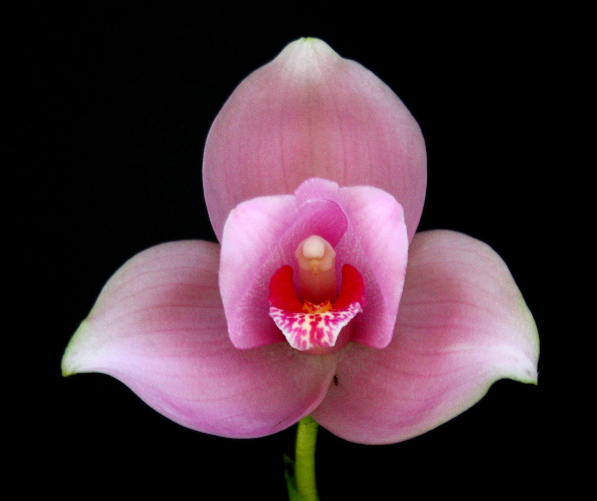Lycaste deppei X  Lyc.Kiama'No 123' 2
