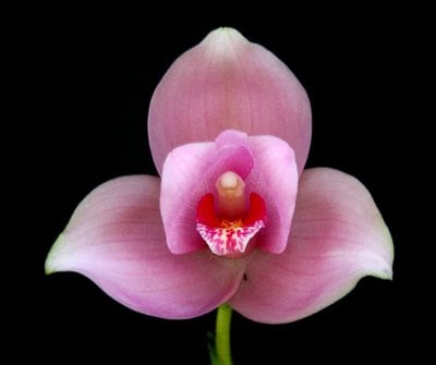 Lycaste deppei X  Lyc.Kiama'No 123'