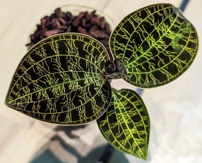 Macodes petola