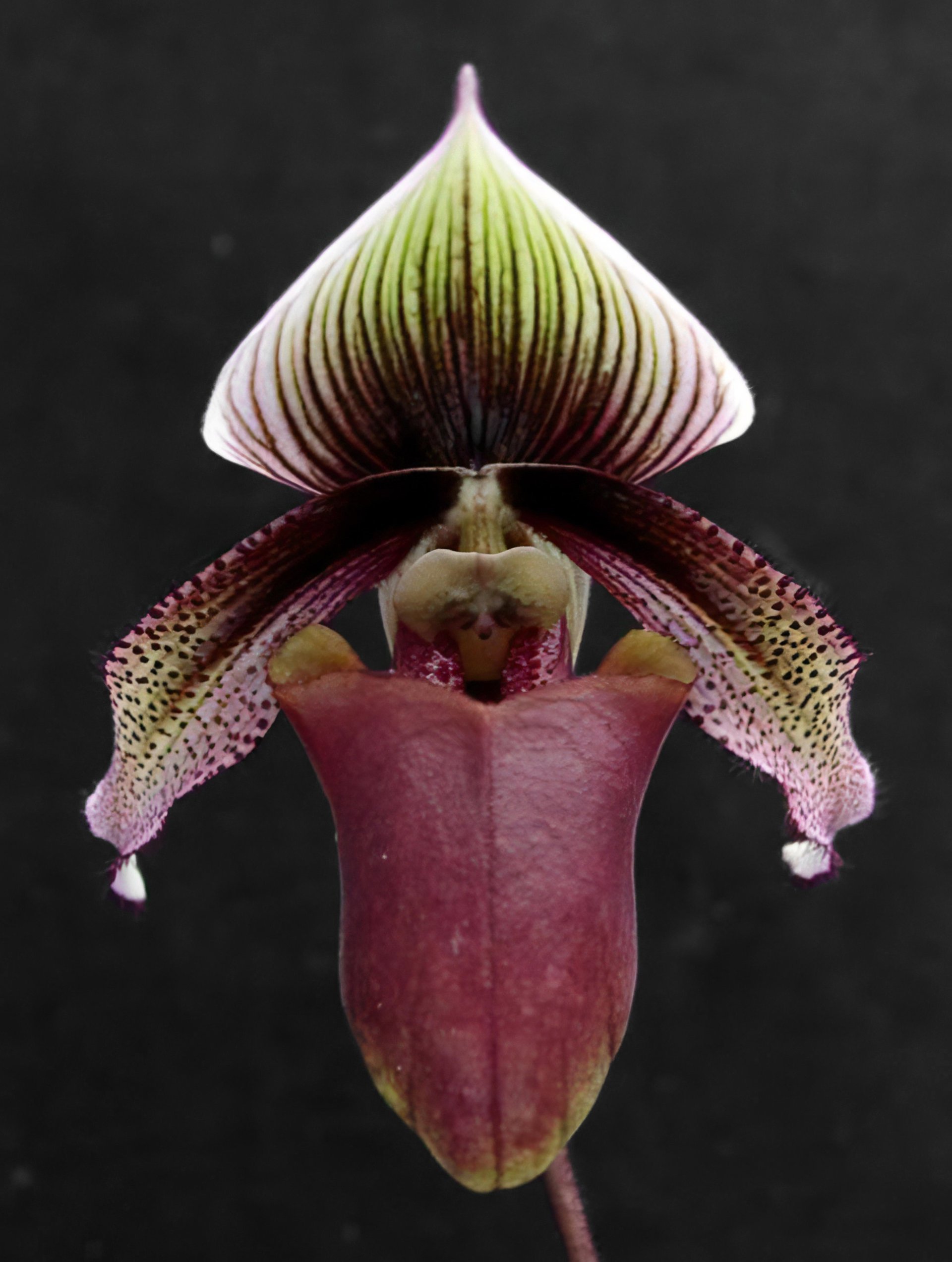 Paph.superbibens var.curtisii