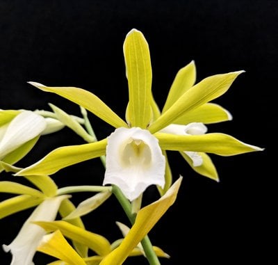 Phaius tankervilleae var. alba variegated leaves