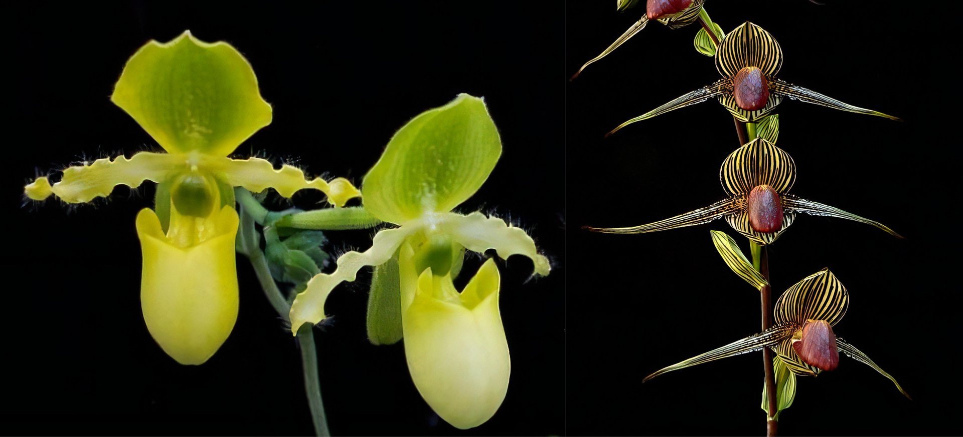 Paph.primulinum x Paph. rothschildianum 3