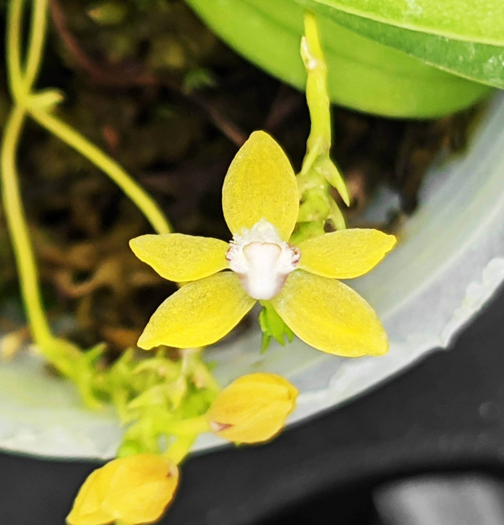 Thrixspermum merguense