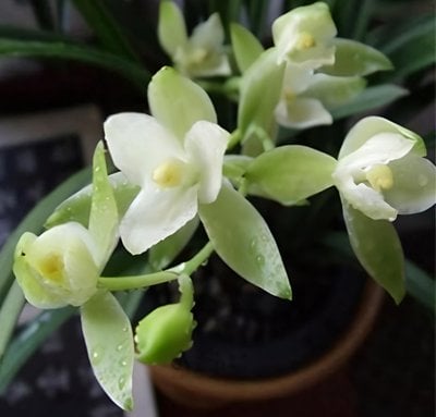 Cymbidium ensifolium"Chi Sian Nyu"