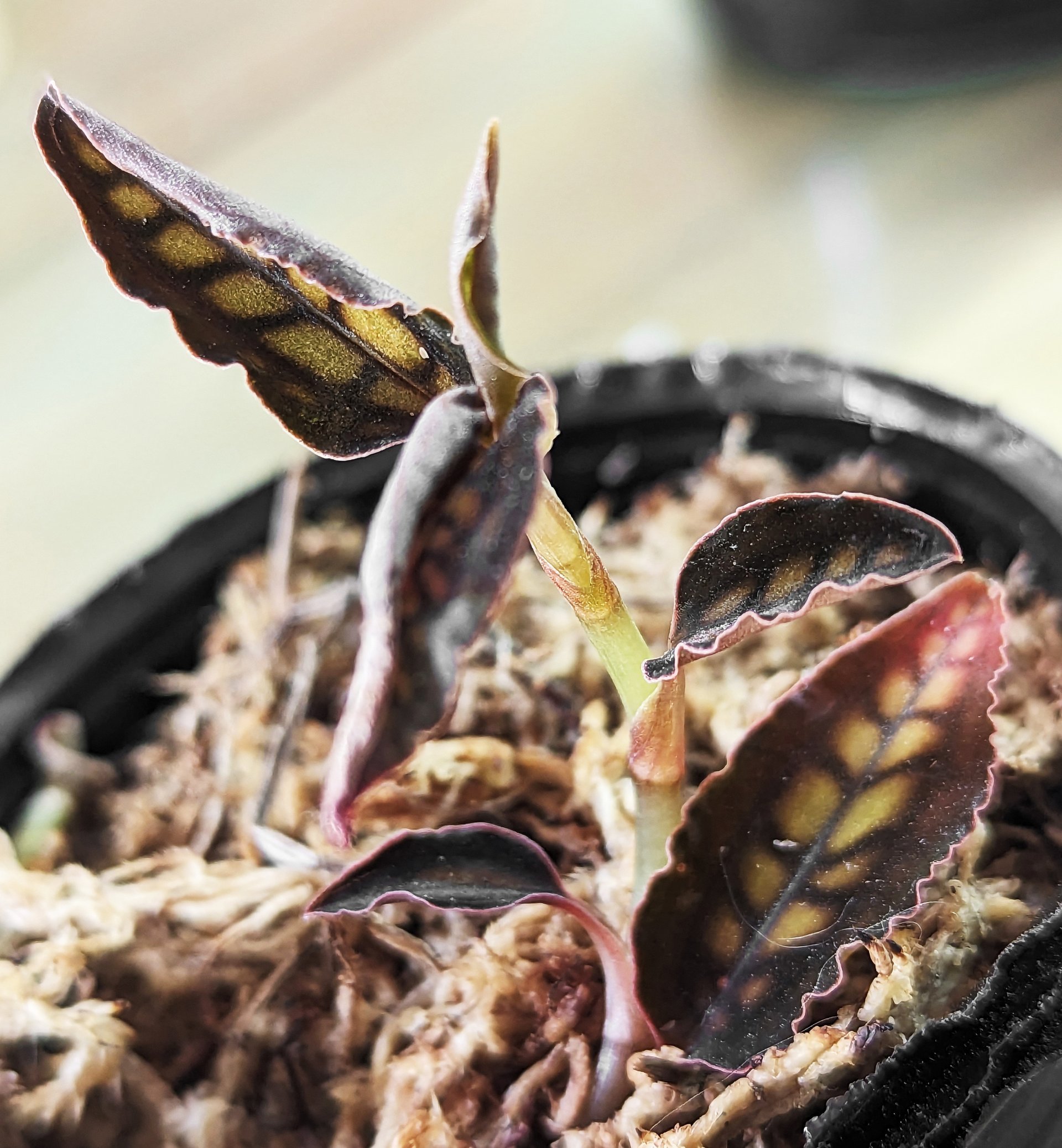 Cystorchis stenoglossa (10 plants in)